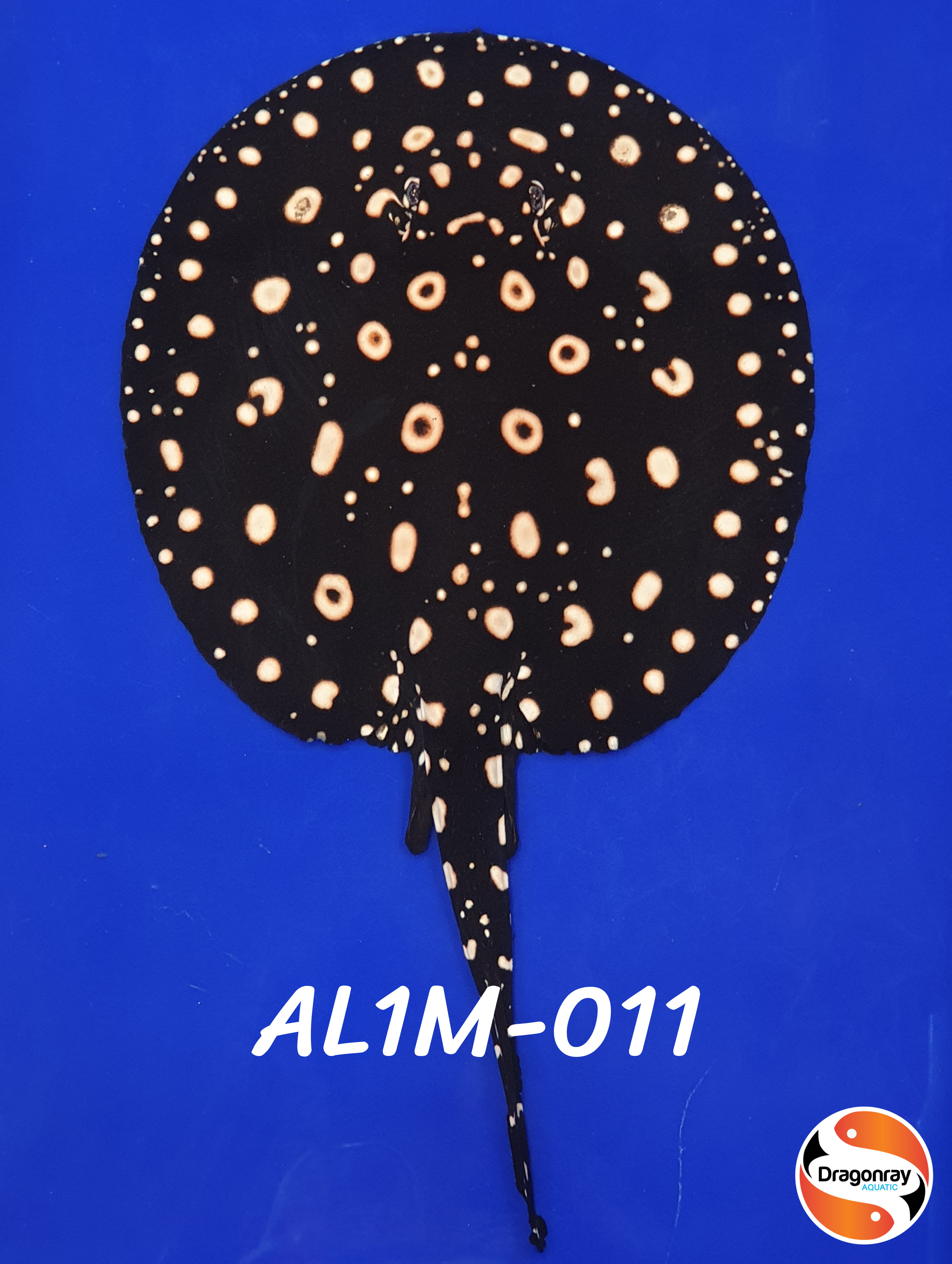 AL1M-011